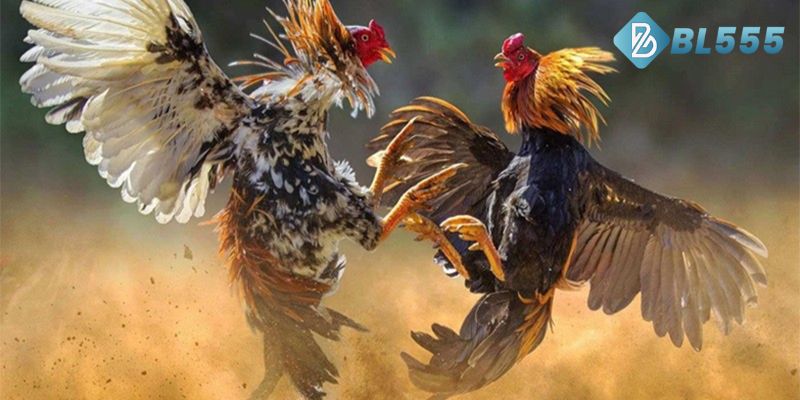 Hướng Dẫn Cách Nuôi Gà Đá Cựa Sắt Chuẩn Từ Chuyên Gia BL555