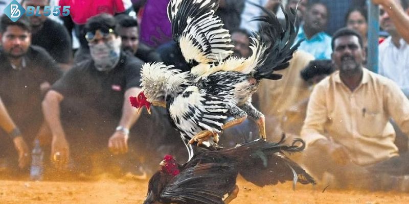 Các tiêu chí để lựa chọn gà đặt cược