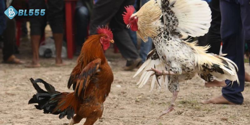 Trực tiếp đá gà C1 là giải đấu chất lượng và uy tín